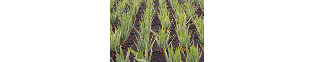 Aloe Fields