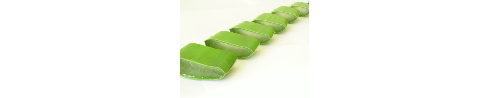Row of Aloe Slices