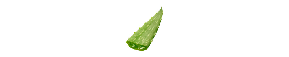 Aloe Leaf